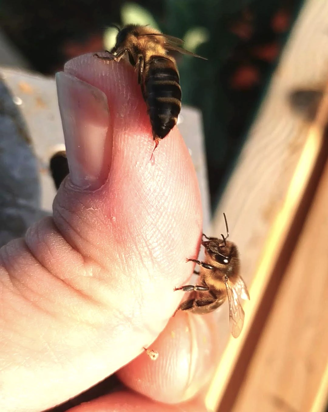 apitoxina veneno de abeja y picadura