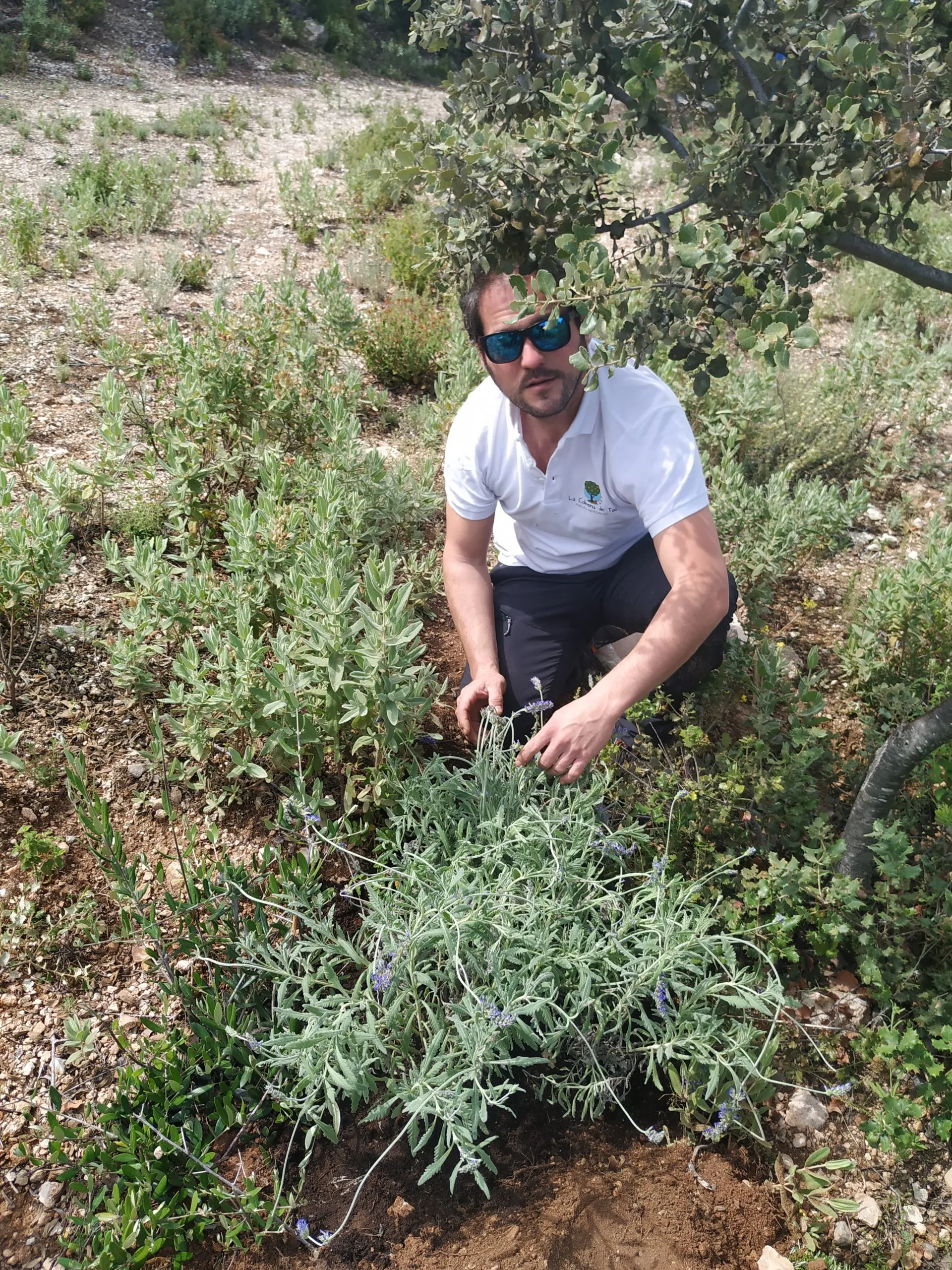 Apicultura regenerativa en un colmenar rodeado de flores y biodiversidad