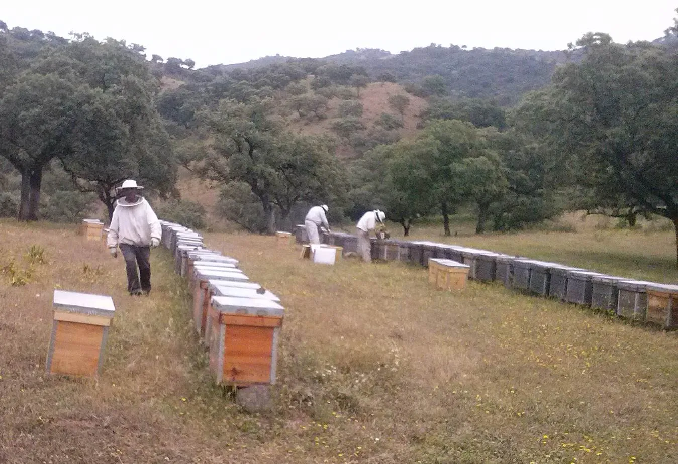 apicultor revisando colmenas en entorno rural para explicar qué significa miel ecológica certificada