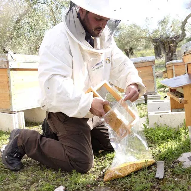 Abeja recolectando polen en una flor